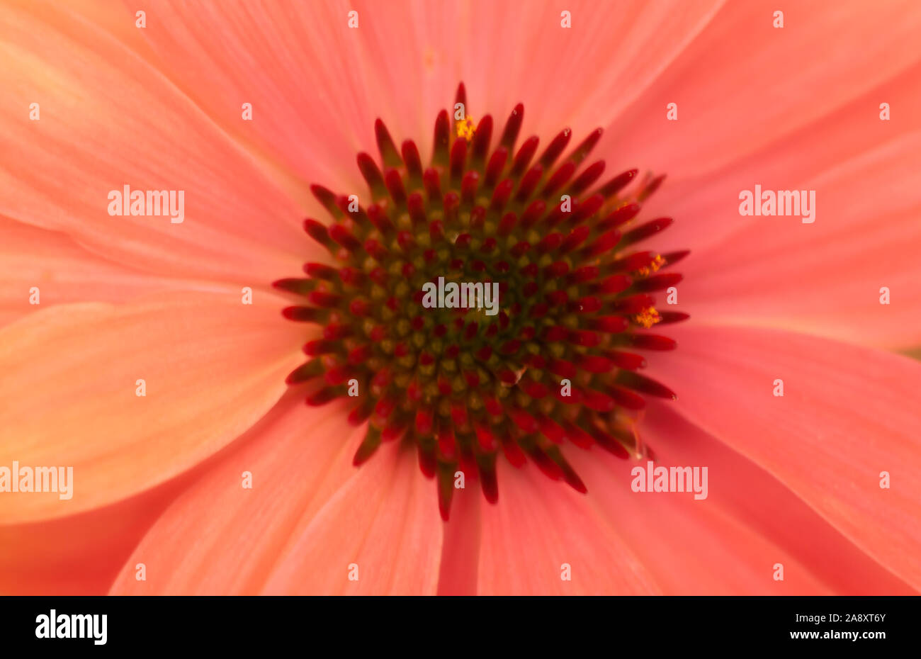 Rose, rouge et jaune d'une fleur centrale Banque D'Images