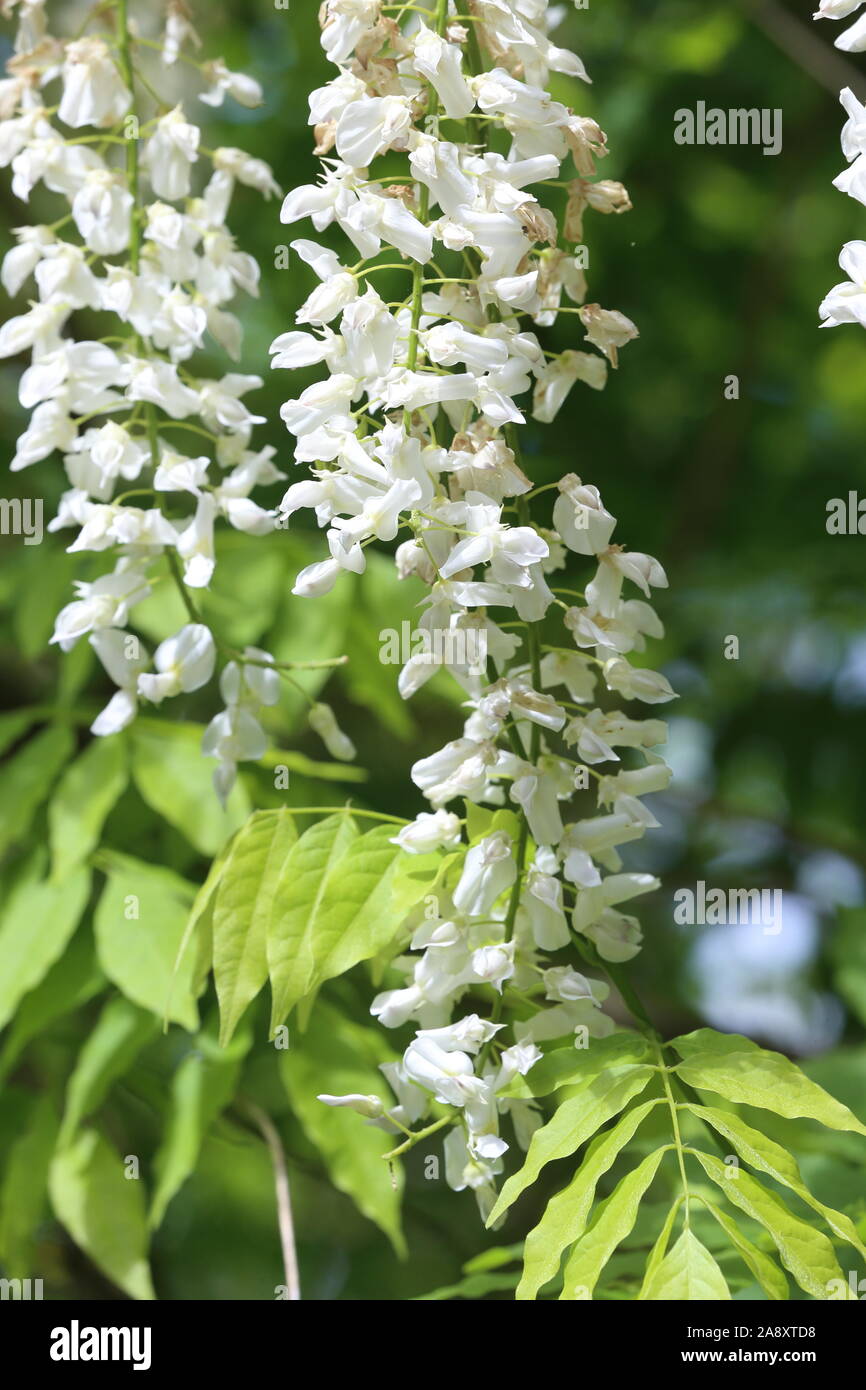 Fleurs blanches pendantes de Wisteria Sinensis 'Alba' Banque D'Images