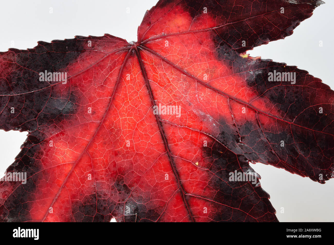 Des feuilles d'automne rouge change de couleur et la structure des cellules des feuilles plus Banque D'Images