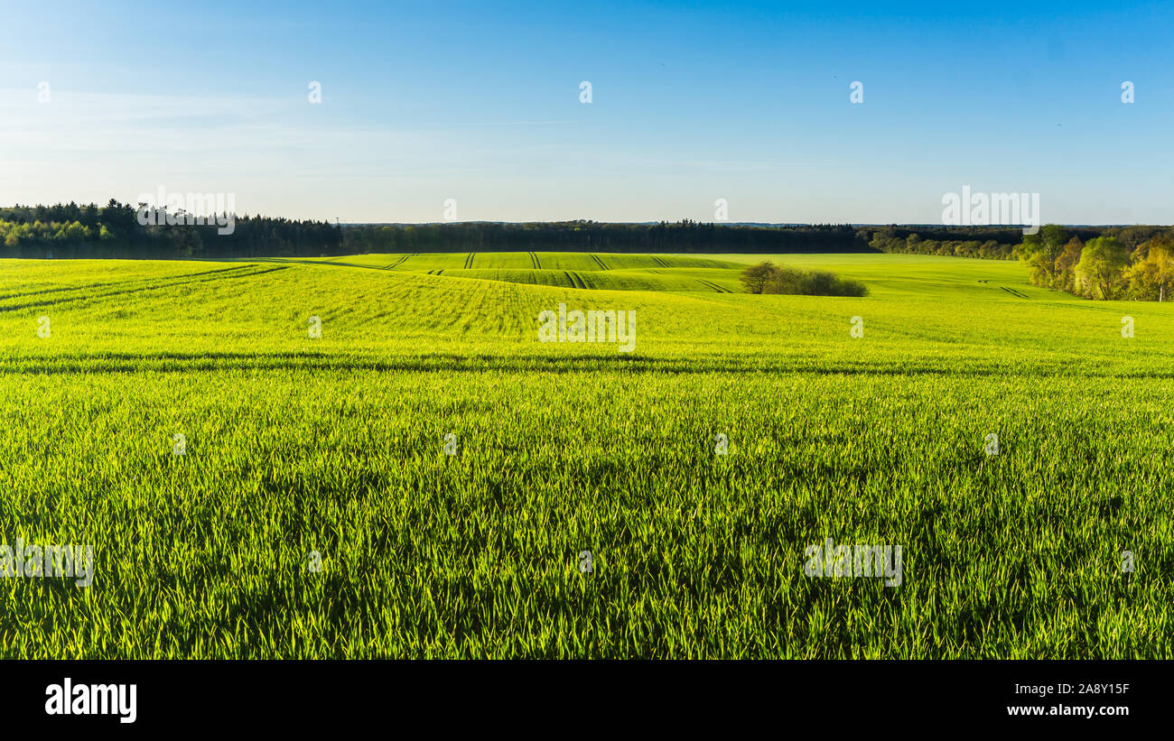 Paysage avec des champs verts et forêt en saison de printemps Banque D'Images