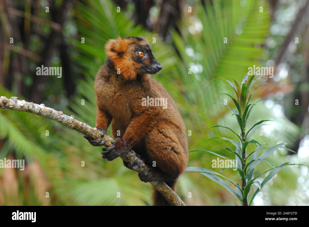Mischung aus hybride - Mohrenmaki Kronenmaki und, (Eulemur macaco), (Lemur coronatus), Banque D'Images