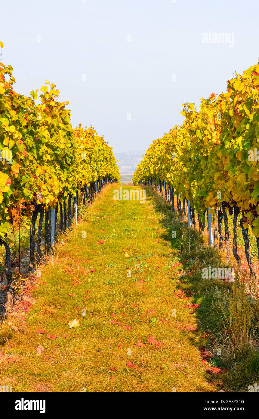 Vignoble en automne jaune et orange avec des raisins du Pinot Gris. Automne vignes menant en descente, ciel blanc en arrière-plan. Couleurs de la nature, la saison de l'année. Prises avant la récolte. Banque D'Images