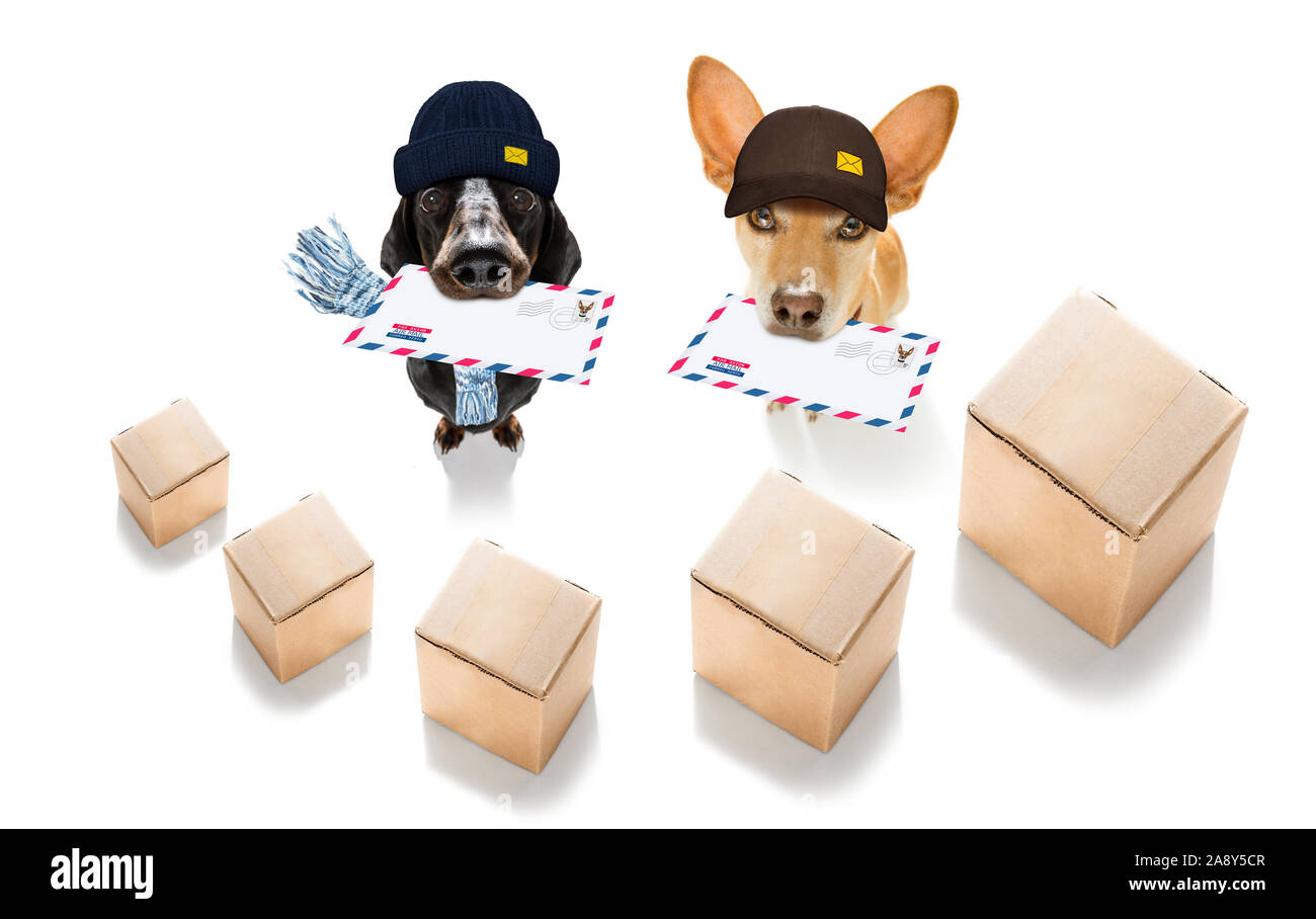Postman teckel chien saucisse offrant une grande enveloppe vide blanc vide, avec des boîtes et paquets Banque D'Images