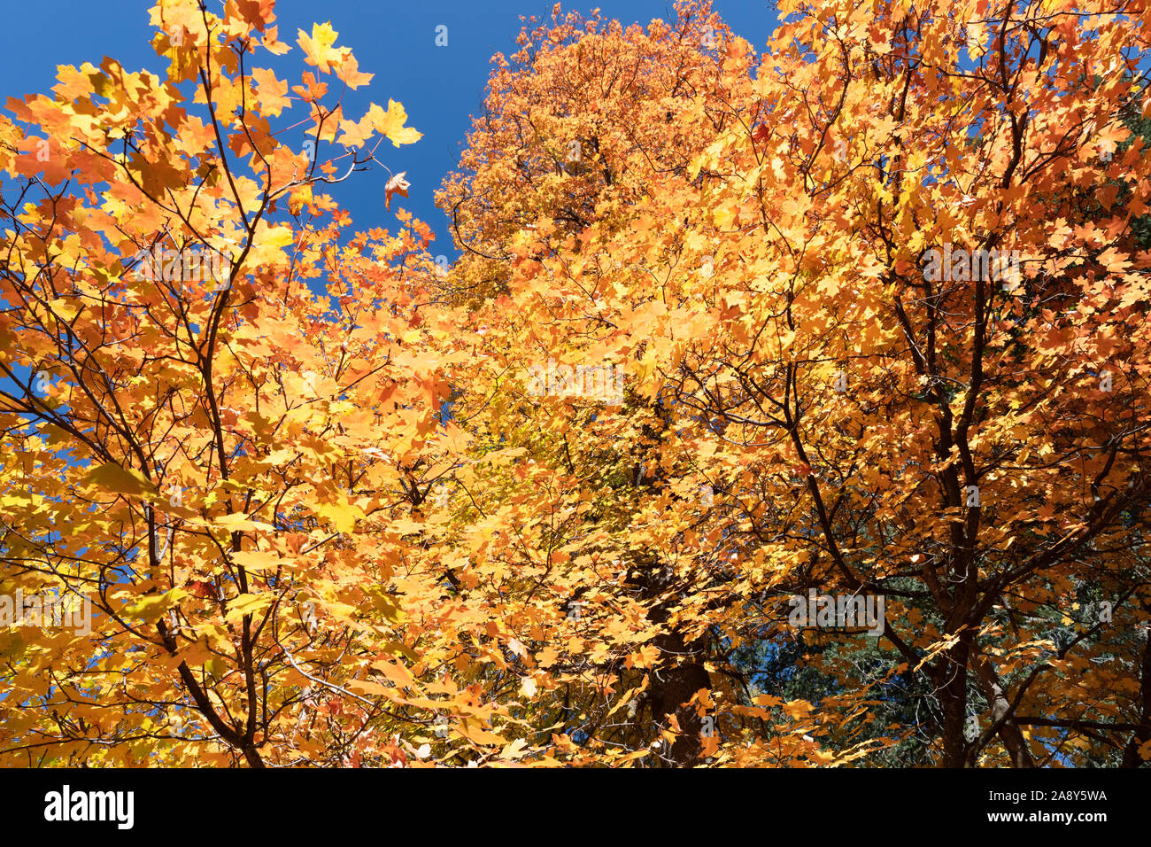 Couleurs d'automne, les feuilles d'érable orange contre un ciel bleu. Banque D'Images