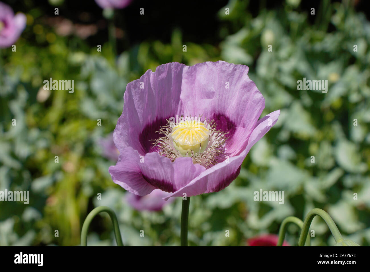 Du pavot à opium (Papaver somniferum) fleur dans un jardin anglais dans le seigle, Royaume-Uni. Banque D'Images