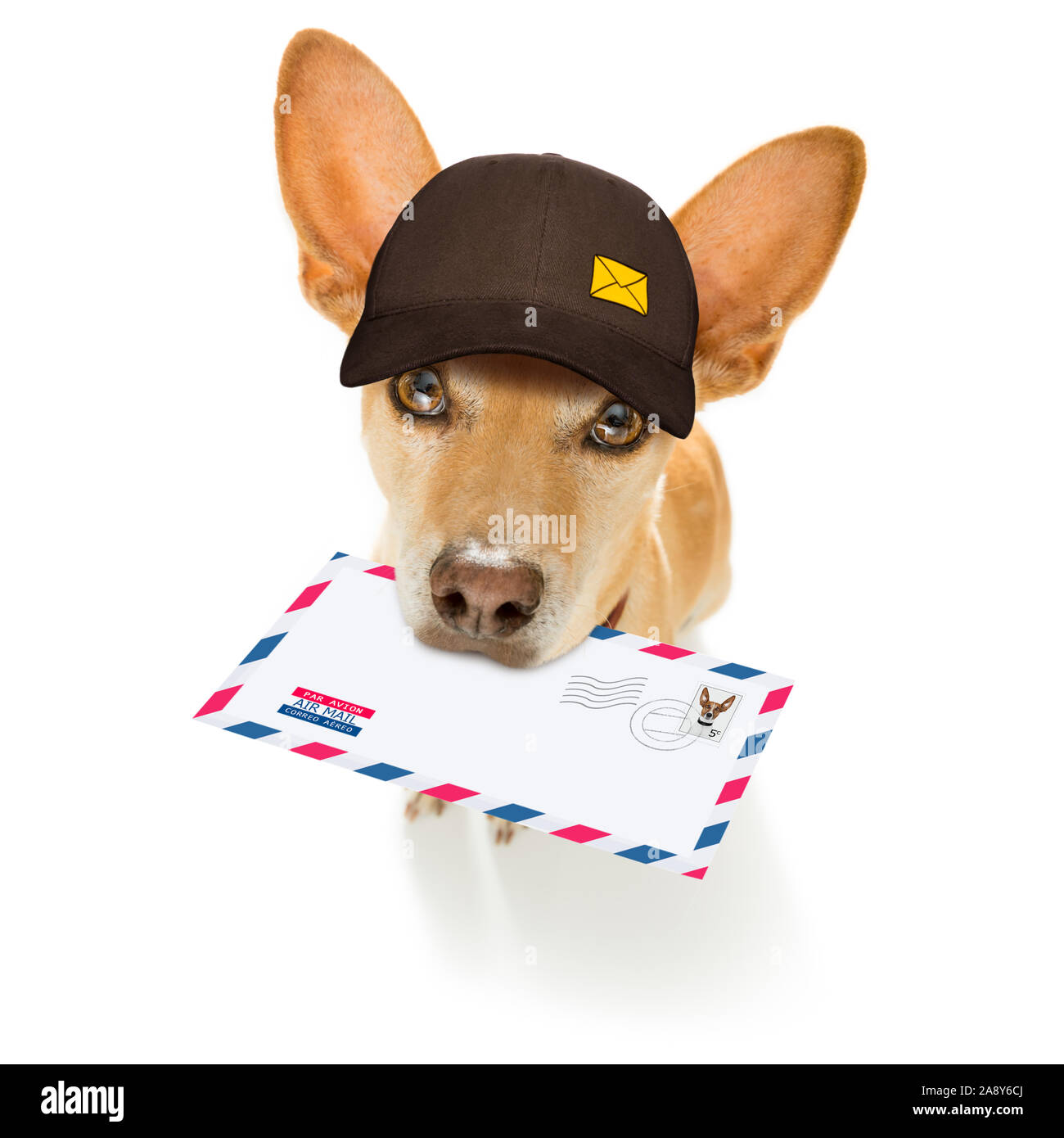 Postman chihuahua dog offrant une grande enveloppe vide blanc vide, avec des boîtes et paquets Banque D'Images