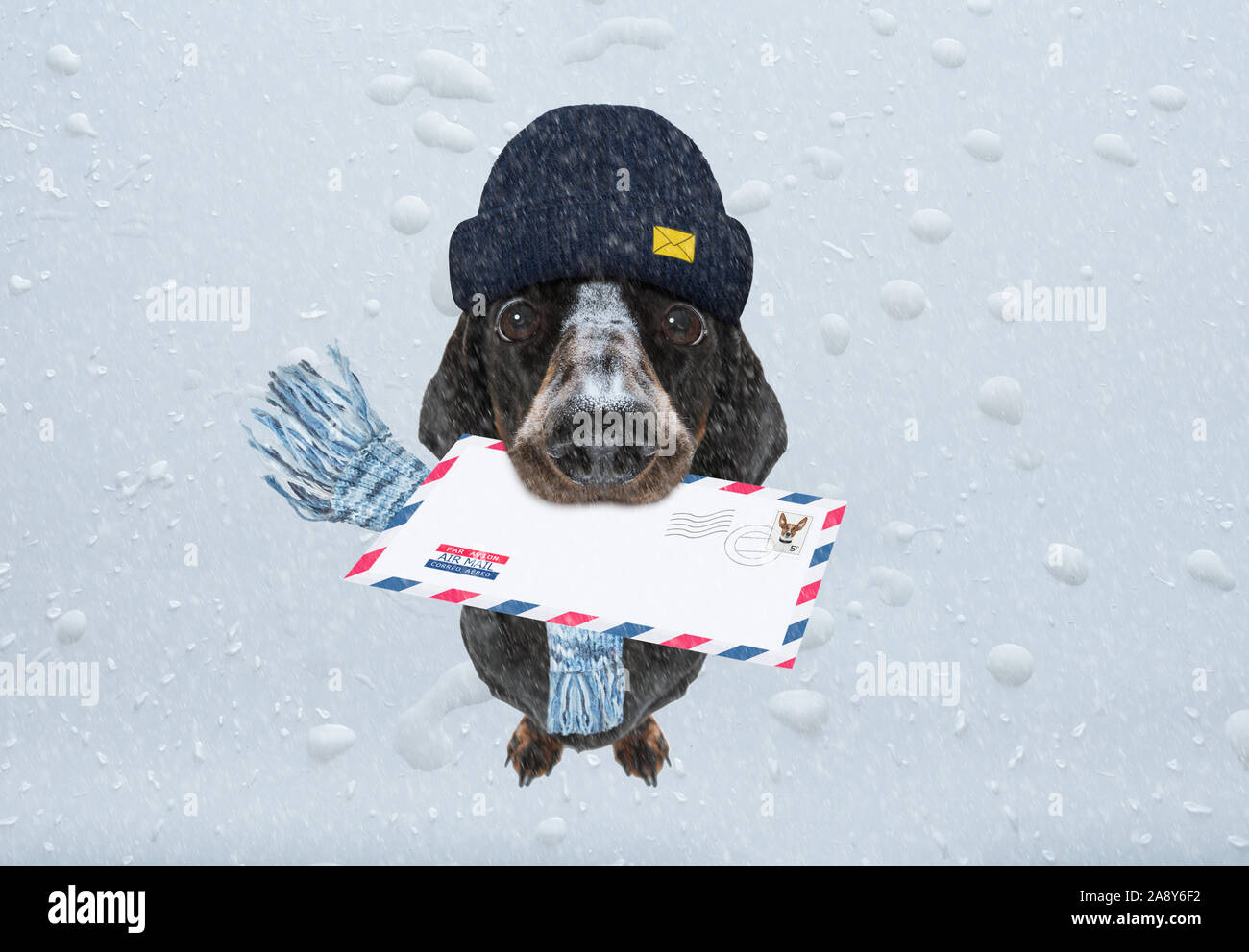 Postman teckel chien saucisse offrant une grande enveloppe vide blanc vide, avec des boîtes et des paquets , pluie et neige hiver Banque D'Images