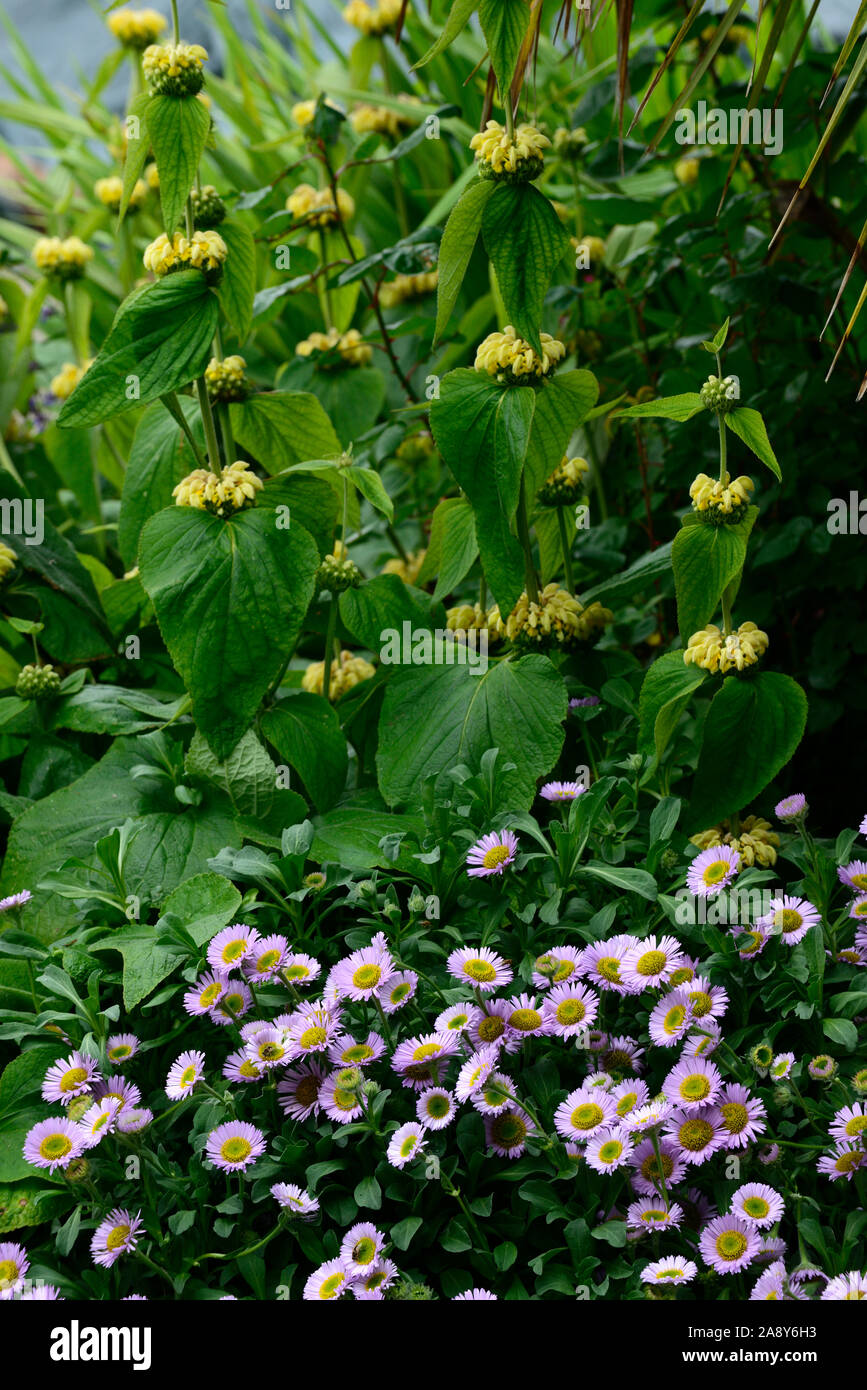 Camassia leichtlinii,Erigeron glaucus brise de mer,jaune,lilas,fleurs,fleurs,fleurs,association,frontière mixtes Floral RM Banque D'Images