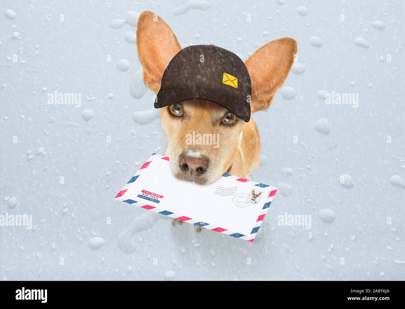 Postman chihuahua dog offrant une grande enveloppe vide blanc vide, avec des boîtes et des paquets, de la pluie et neige hiver Banque D'Images