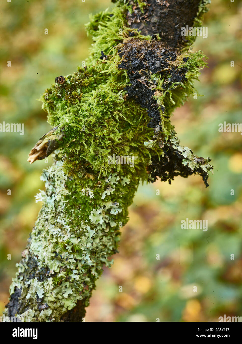 Nature Macro close up de lichen growing on tree branch en automne woodland Banque D'Images