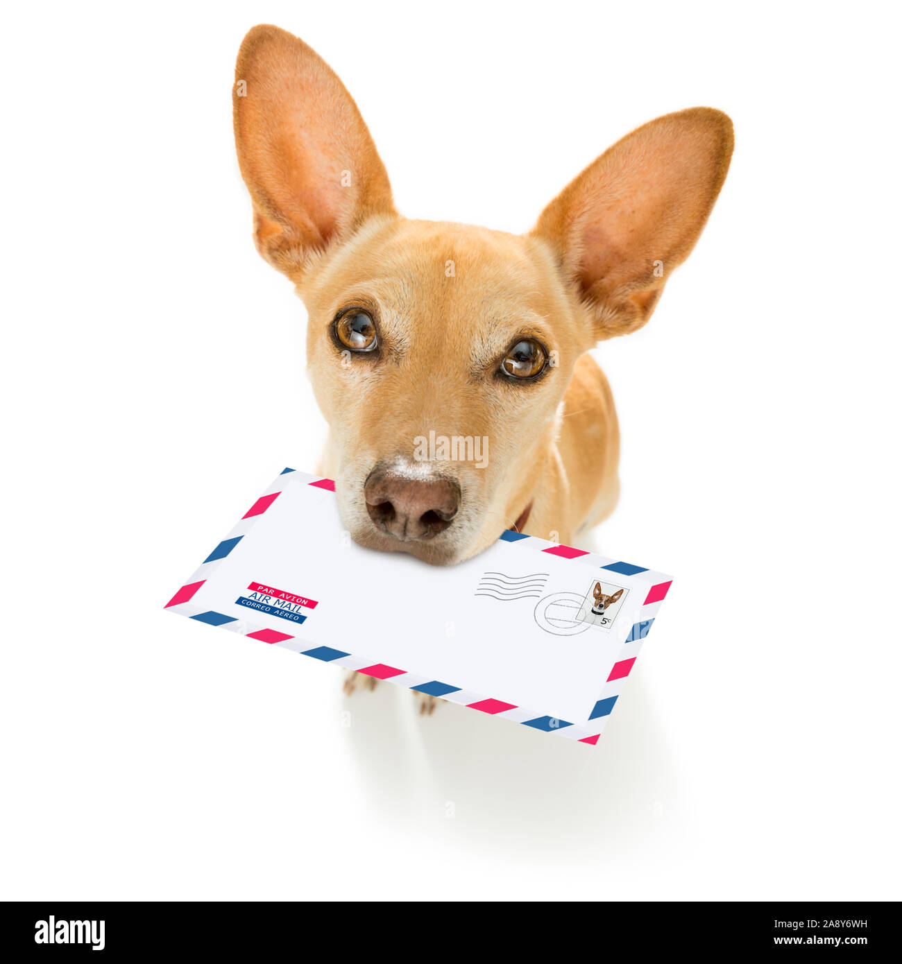 Postman chihuahua dog offrant une grande enveloppe vide blanc vide, avec des boîtes et paquets Banque D'Images