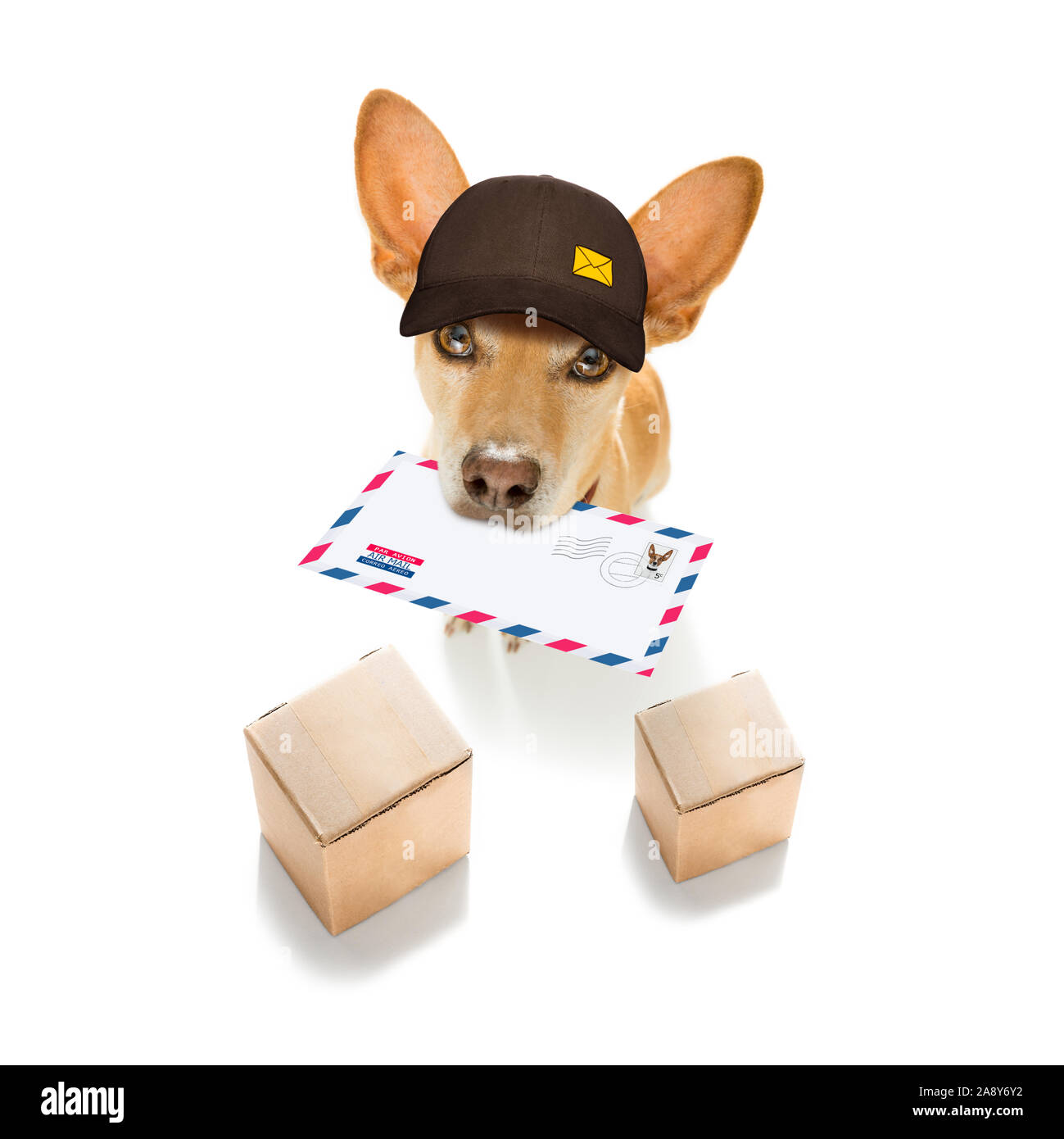 Postman chihuahua dog offrant une grande enveloppe vide blanc vide, avec des boîtes et paquets Banque D'Images