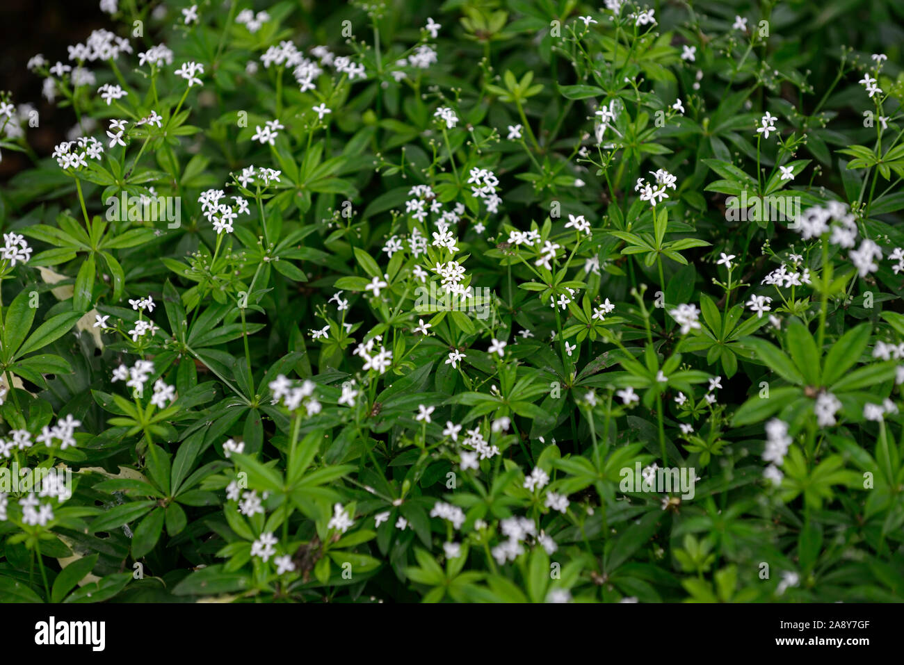 Galium odoratum,paille de lit douce,fleurs blanches,fleur,floraison,Woodruff,doux Woodruff,souffle de bébé sauvage; maître des bois,ombre,ombragé, Banque D'Images