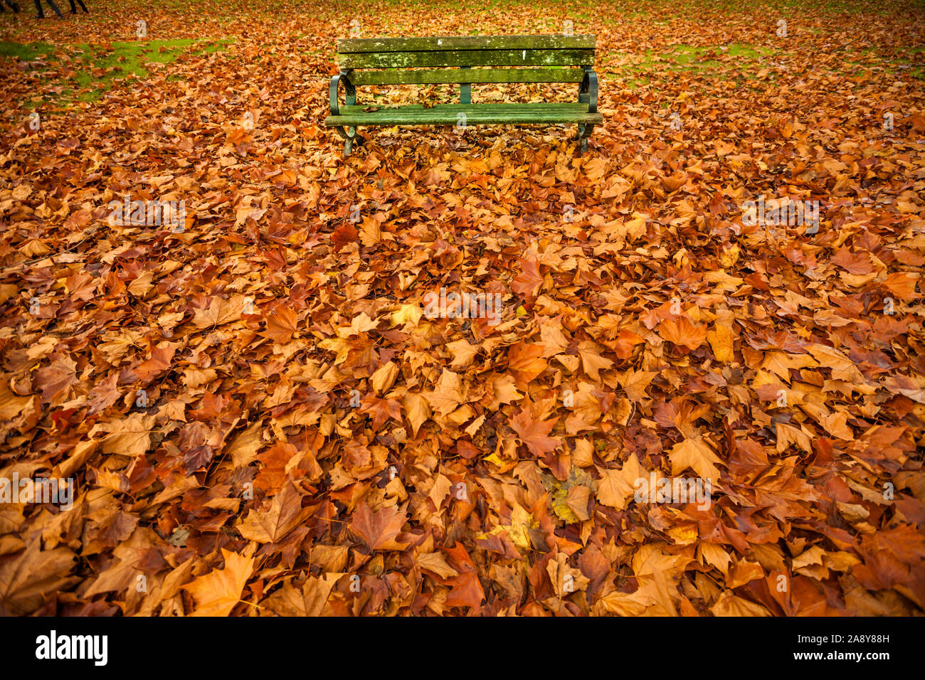 Banc de parc assaisonné entre domaine de la tombée des feuilles d'érable en automne Banque D'Images
