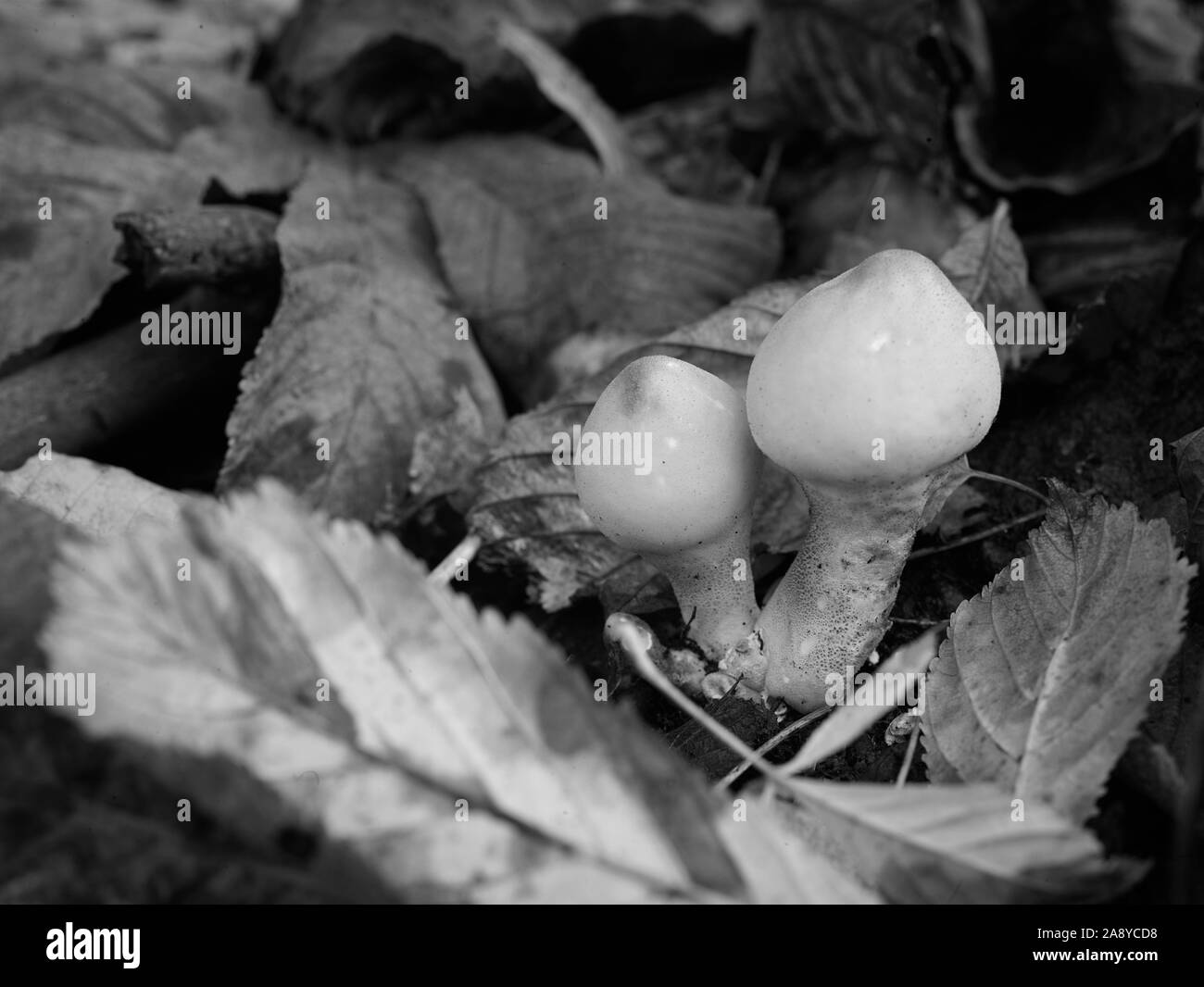 Gros plan portrait de la nature des champignons de la boule de macareux, Selsdon Wood, Angleterre, Royaume-Uni, Europe Banque D'Images