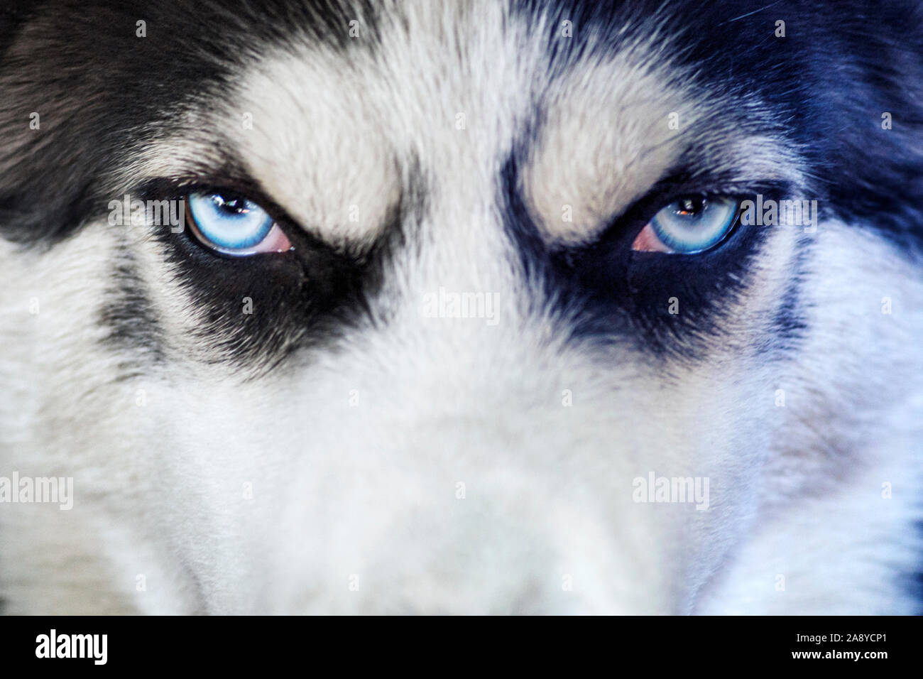 Gros plan du chien husky yeux bleus. Chien Husky de couleur noir et blanc avec des yeux bleus, des pur-sang. Banque D'Images