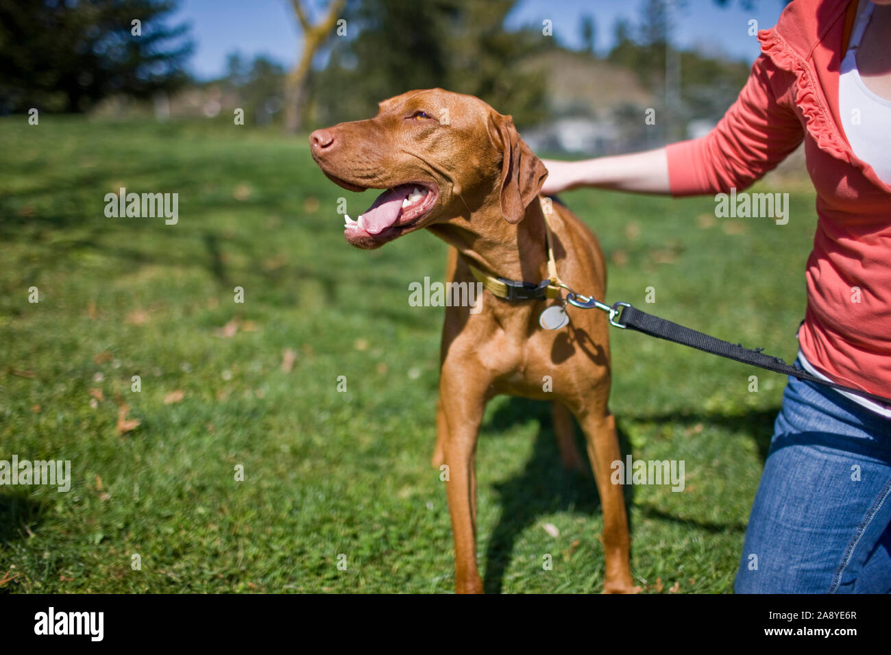 Portrait d'un chien brun haletant dans le soleil tout en vous tenant à côté de son propriétaire sur une pelouse. Banque D'Images