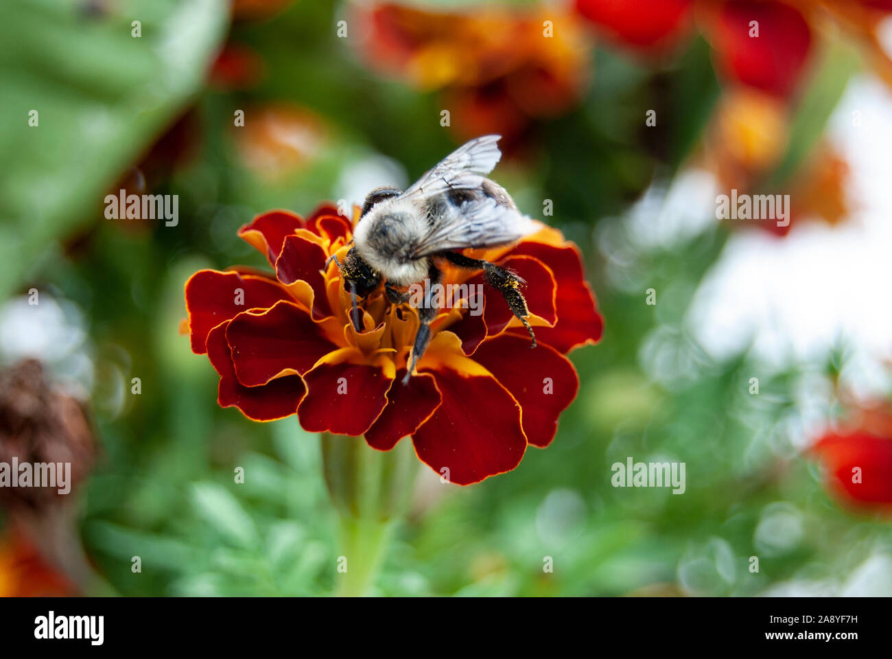 Libre d'une abeille sur une fleur la collecte du pollen Banque D'Images