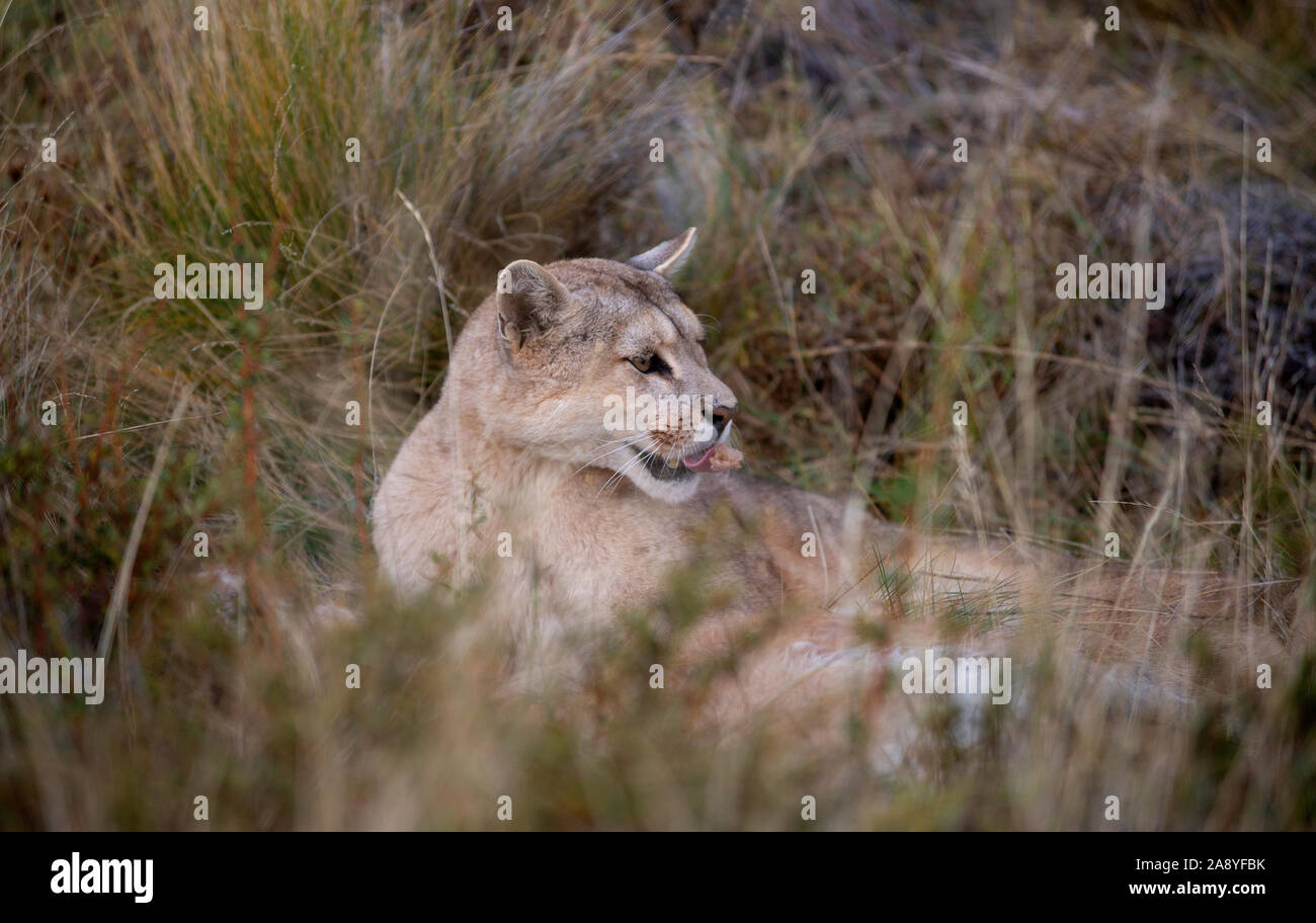 La femelle adulte Puma portant dans l'herbe à côté de sa proie,avec une  petite touffe de fourrure de guanaco dans c'est qu'il déchire le bouche à  nourrir la peau Photo Stock -