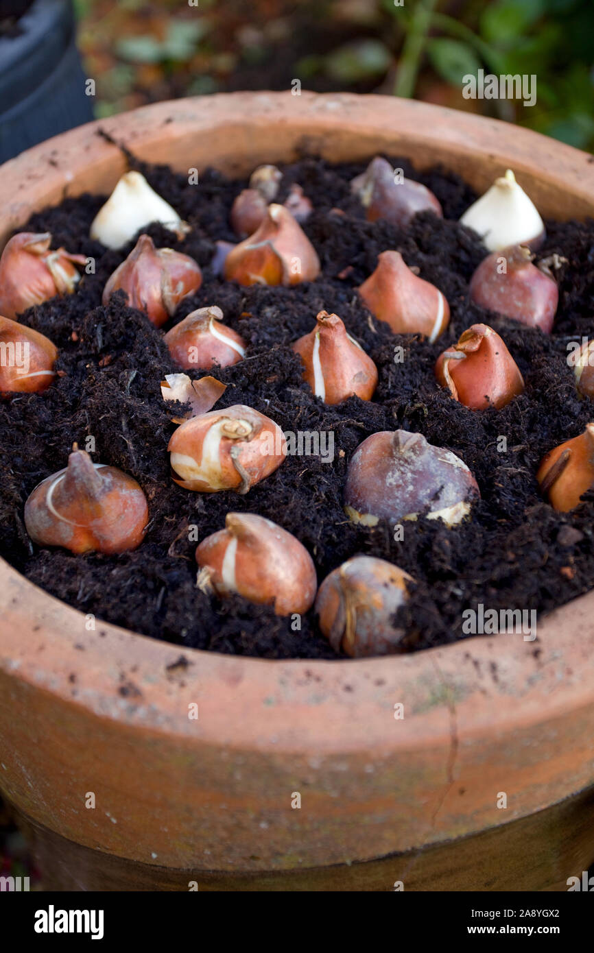 Bulbes mis en pot jardin avant d'être planté pour le printemps Banque D'Images