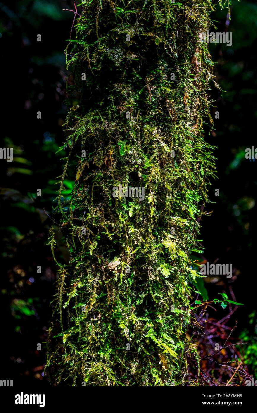 Fern et de la Mousse poussant sur un tronc d'arbre dans Melba Gully le long de la piste, Grand Madsens Otway National Park, Victoria, Australie Banque D'Images