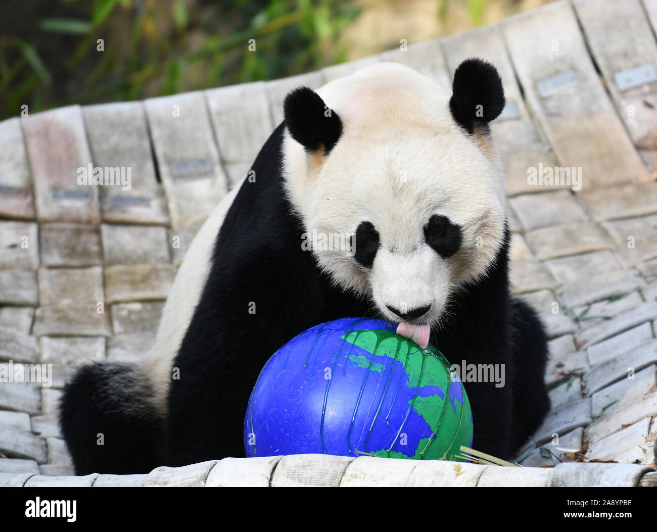 (191111) -- WASHINGTON, 11 novembre 2019 (Xinhua) -- des hommes nés aux États-Unis grand panda Bei Bei est vu au Smithsonian's National Zoo de Washington, DC, États-Unis, le 11 novembre 2019. Une semaine de fête d'adieu pour les hommes nés aux États-Unis grand panda Bei Bei, qui est de s'écarter le Smithsonian's National Zoo pour la Chine plus tard ce mois-ci, le coup d'ici lundi. Bei Bei du départ, prévu pour le 19 novembre, s'inscrit dans le cadre de la U.S. National Zoo's reproduction coopérative accord avec l'Association de Conservation de la faune de la Chine que tous les oursons nés ici doit se déplacer vers la Chine après le quatrième anniversaire. Bei Bei tourné fo Banque D'Images
