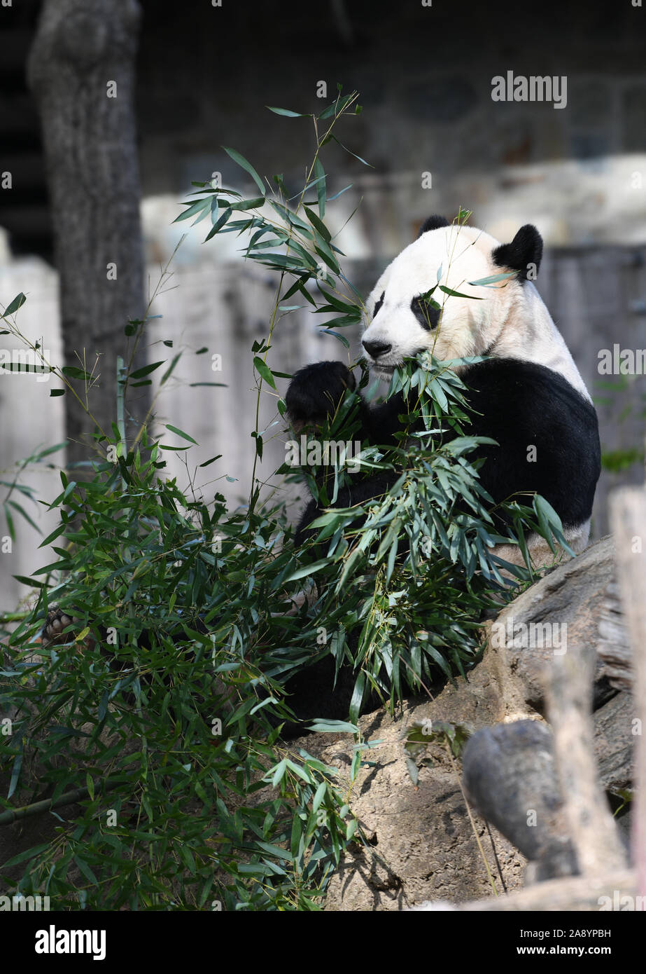 (191111) -- WASHINGTON, 11 novembre 2019 (Xinhua) -- des hommes nés aux États-Unis grand panda Bei Bei est vu au Smithsonian's National Zoo de Washington, DC, États-Unis, le 11 novembre 2019. Une semaine de fête d'adieu pour les hommes nés aux États-Unis grand panda Bei Bei, qui est de s'écarter le Smithsonian's National Zoo pour la Chine plus tard ce mois-ci, le coup d'ici lundi. Bei Bei du départ, prévu pour le 19 novembre, s'inscrit dans le cadre de la U.S. National Zoo's reproduction coopérative accord avec l'Association de Conservation de la faune de la Chine que tous les oursons nés ici doit se déplacer vers la Chine après le quatrième anniversaire. Bei Bei tourné fo Banque D'Images