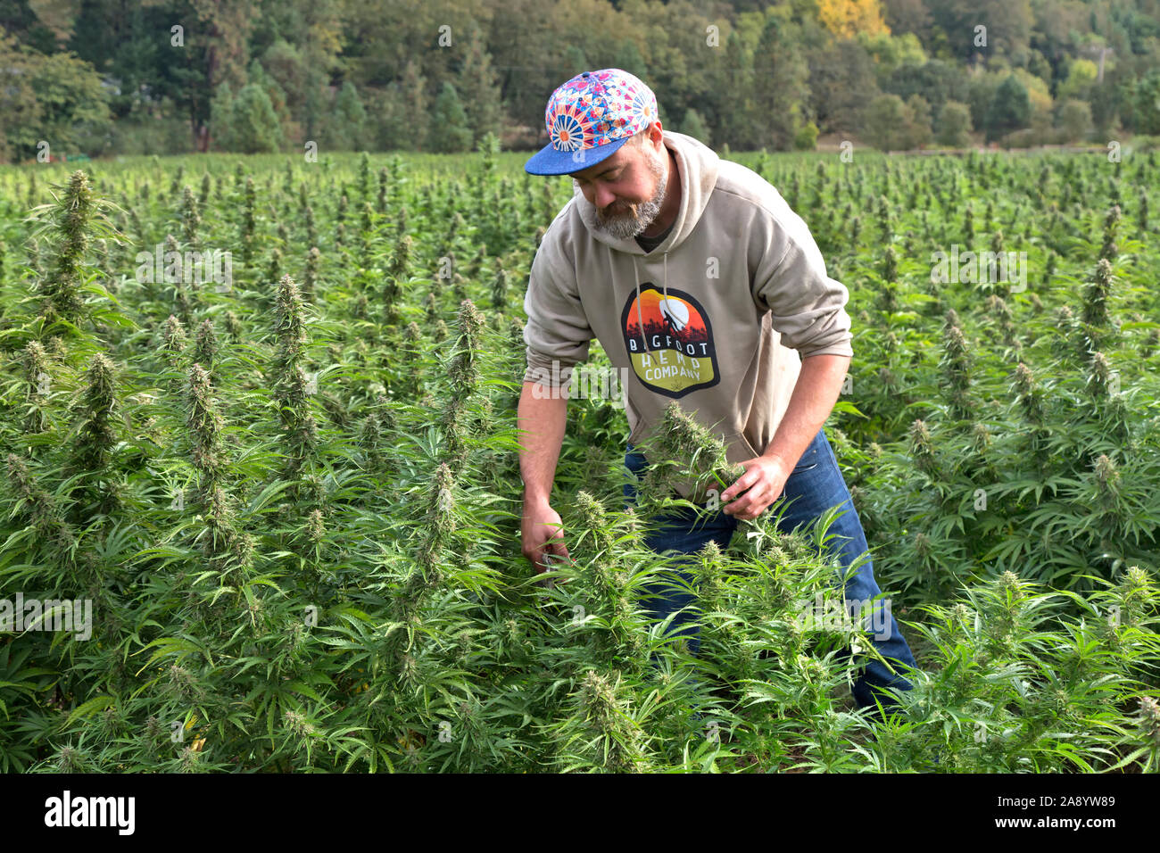 Chanvre biologique agriculteur cueillir des fleurs, 'Suver souche Haze' 'Cannabis sativa'. Banque D'Images