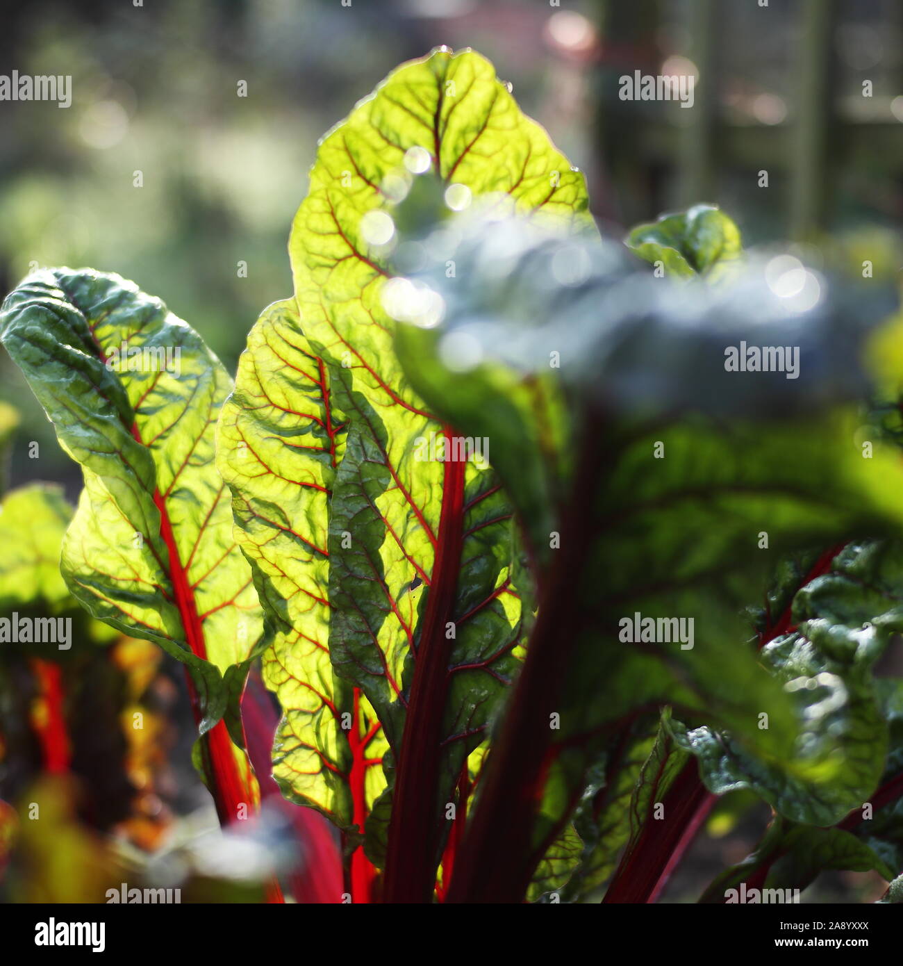 Soleil d'hiver brille à travers les feuilles de rhubarbe rouge chard (Beta vulgaris) croissant dans un jardin biologique mise au point sélective. Banque D'Images