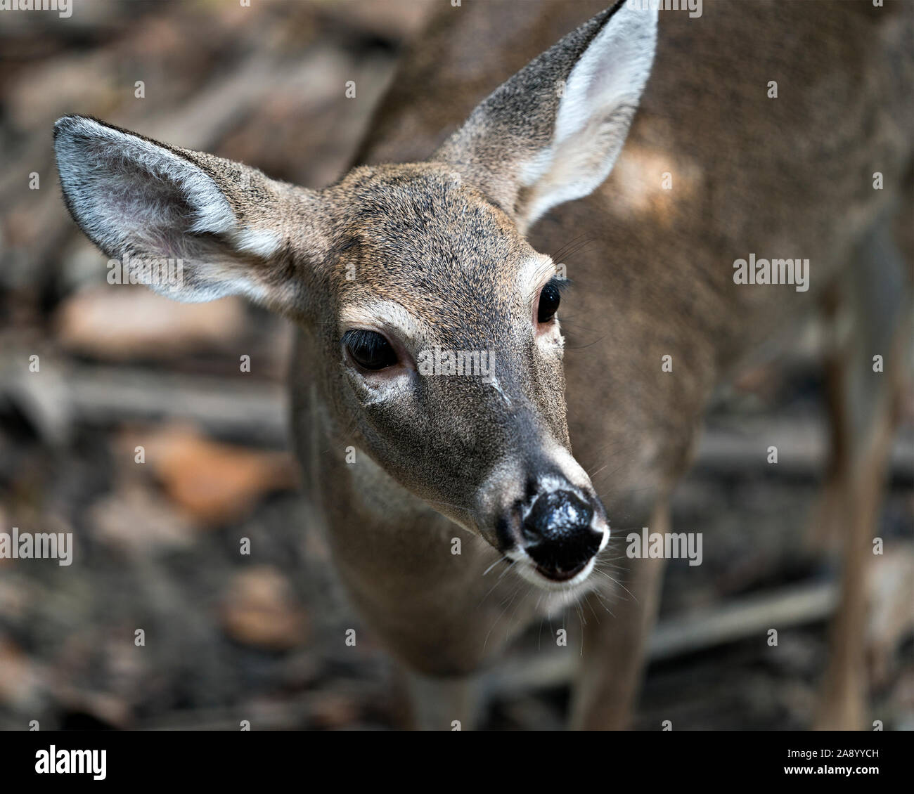 Le chevreuil (cerf de Virginie) close-up head voir exposer sa tête, oreilles, yeux, nez, dans son environnement et ses environs. Banque D'Images