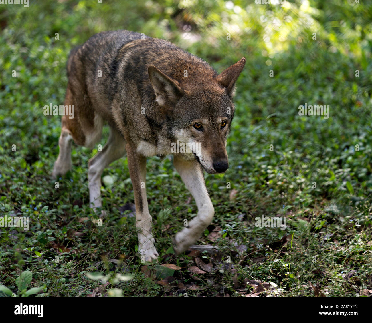 Wolf Profile Banque d'image et photos - Page 8 - Alamy