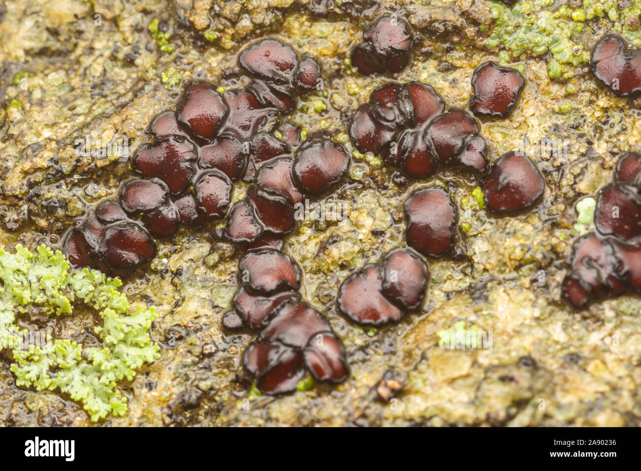 Sarchgyne Lichen (Sarcogyne hypophaea) croissant à la surface d'une roche. Banque D'Images