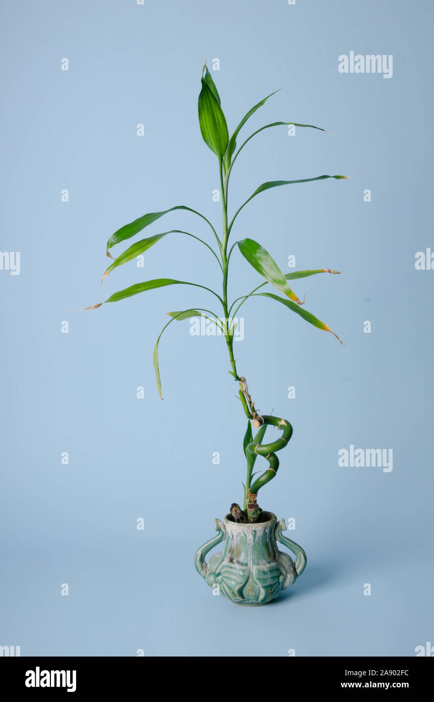Un Dracaena sanderiana ( Lucky Bamboo ) plante plante en pot dans le studio Banque D'Images