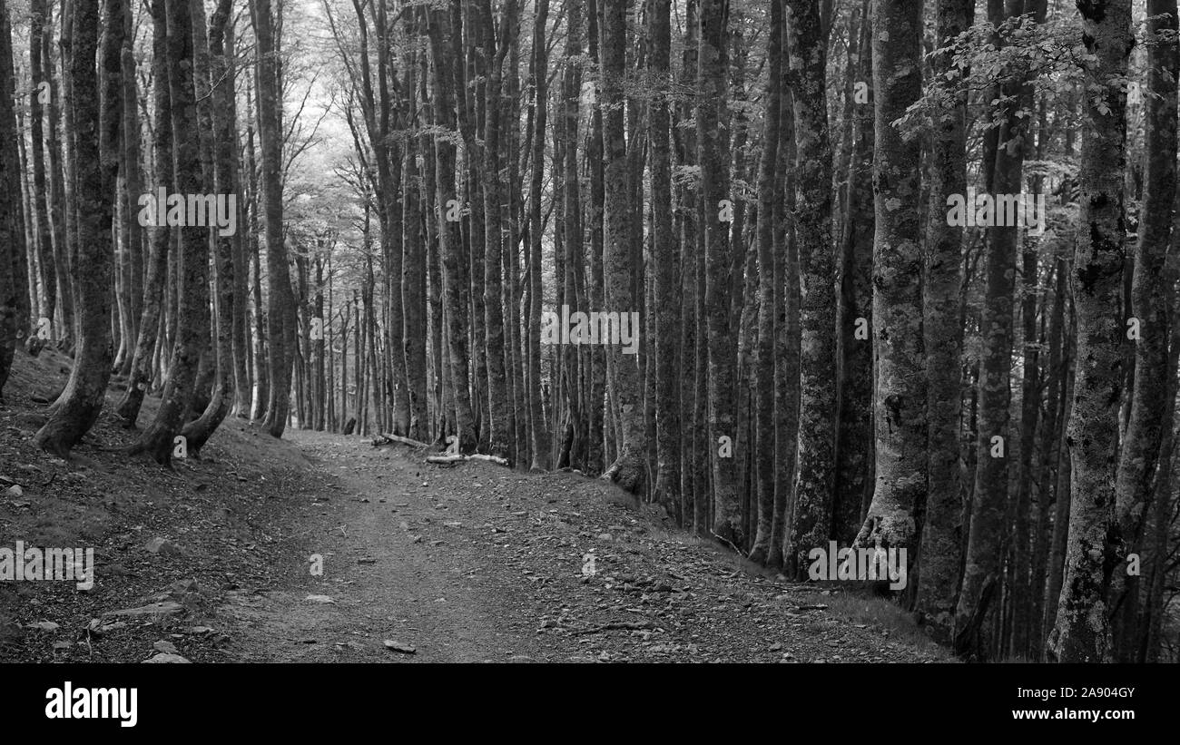 Une forêt de hêtres lines le Camino de Santiago qu'il descend à travers les Pyrénées espagnoles Banque D'Images