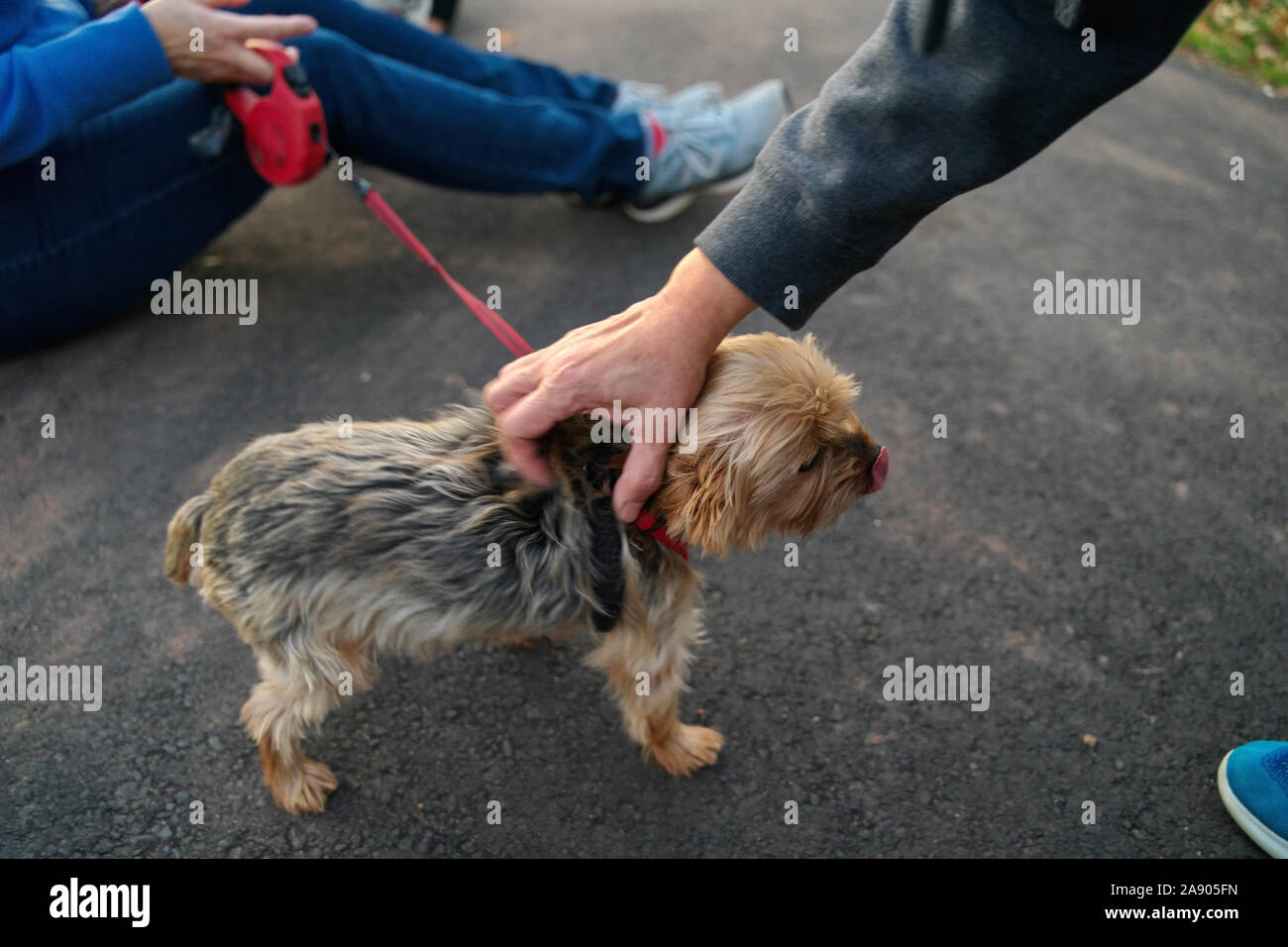 Un chien sauvé et effrayé d'un refuge d'animaux d'être caressée par une marchette au parc Banque D'Images