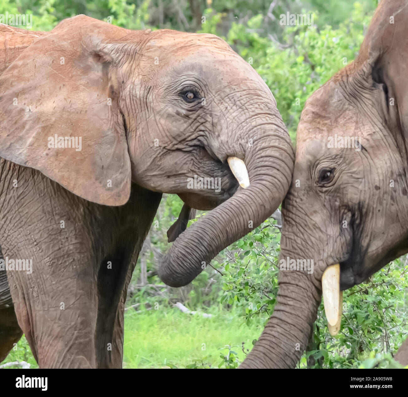 Les jeunes éléphants mâles jouer les combats. (Loxodonta africana) Banque D'Images