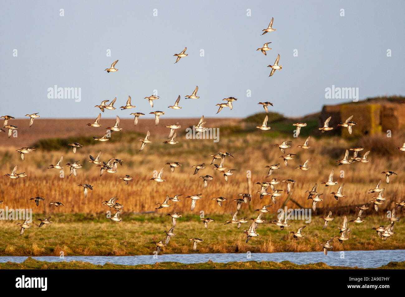 Eurasian teal Anas crecca, Norfolk, UK Banque D'Images