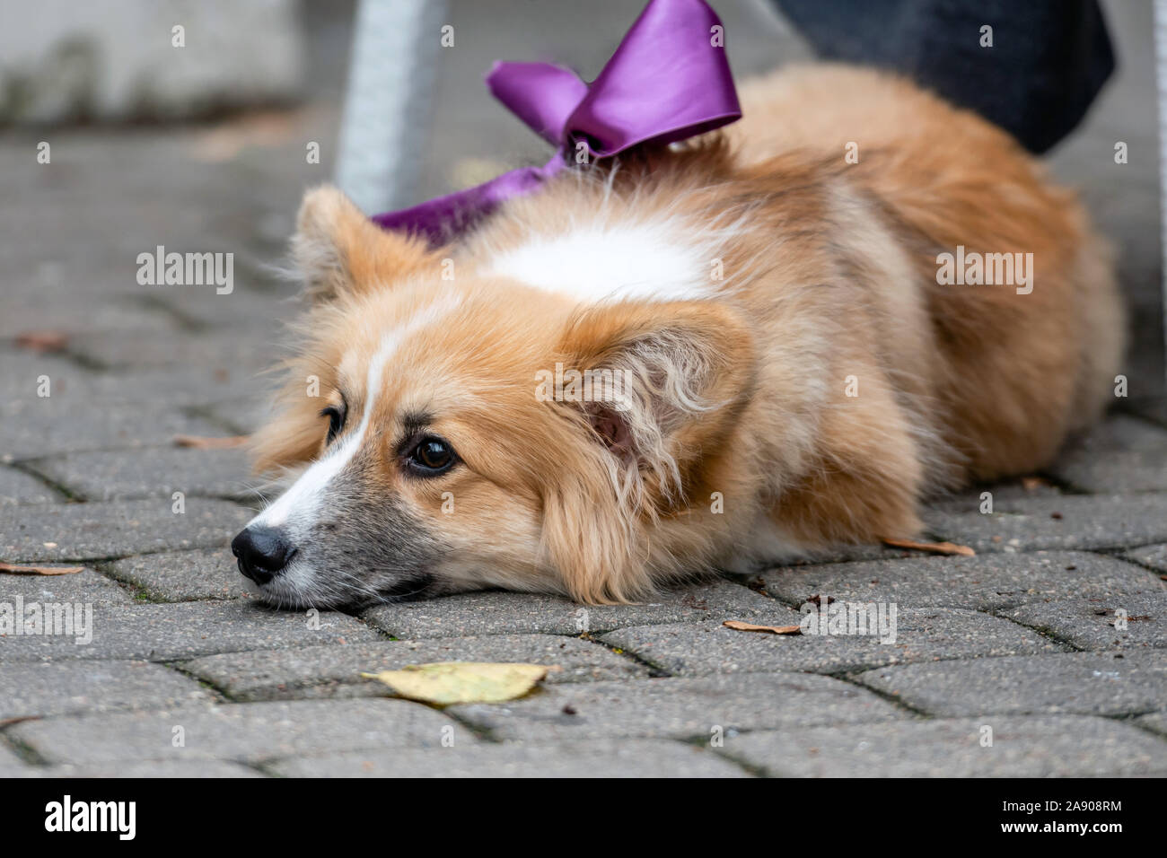 Welsh Corgi s'étendit sur les trottoirs - image Banque D'Images