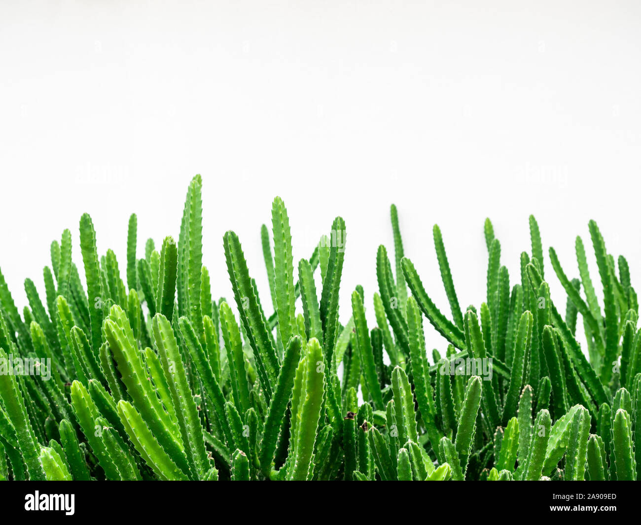 Cactus vert isolé sur fond de mur blanc avec copie espace. Banque D'Images
