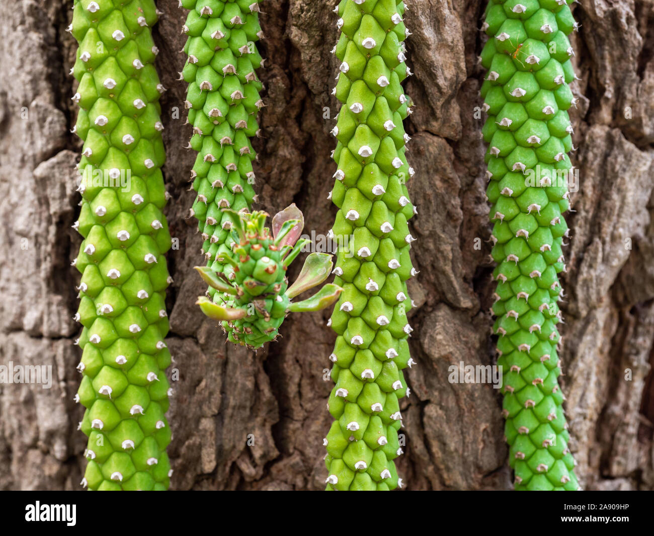 Close-up cactus vert sur fond de bois. Banque D'Images