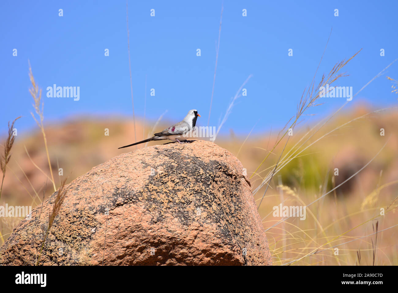 Namaqua dove (Oena mâle capensis) O. c. aliena perché sur un rocher contre le ciel bleu. Banque D'Images