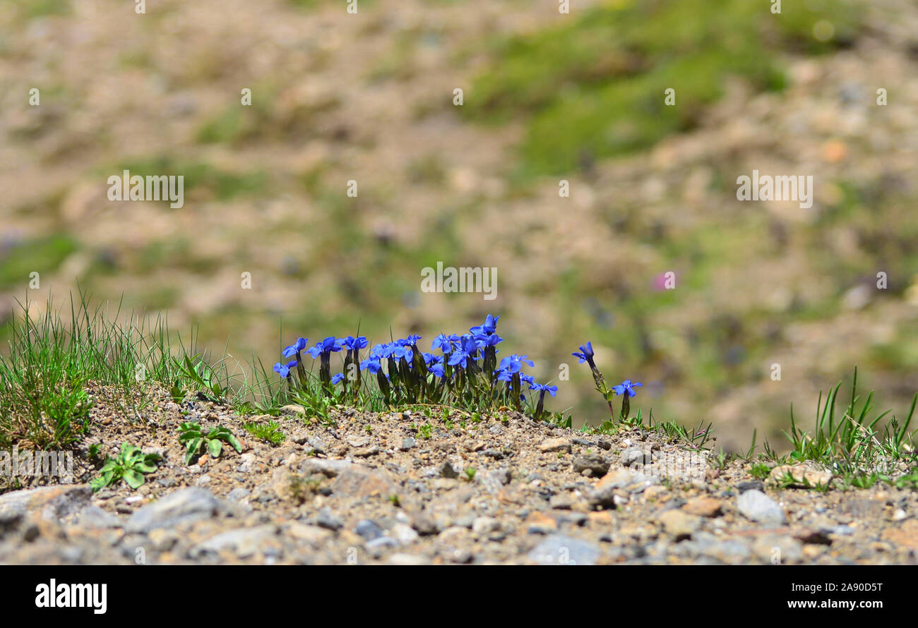 Fleurs alpines bavaroises gentianes (Gentiana bavarica). Parc national de Hohe Tauern, Autriche Banque D'Images