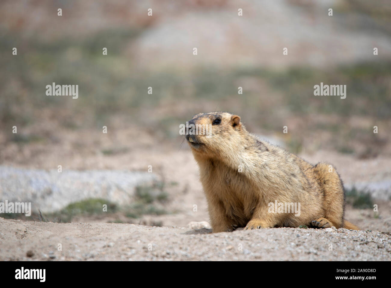 Himalayan Marmort, Marmota himalayana, Pangong Lake, Jammu-et-Cachemire, Inde Banque D'Images