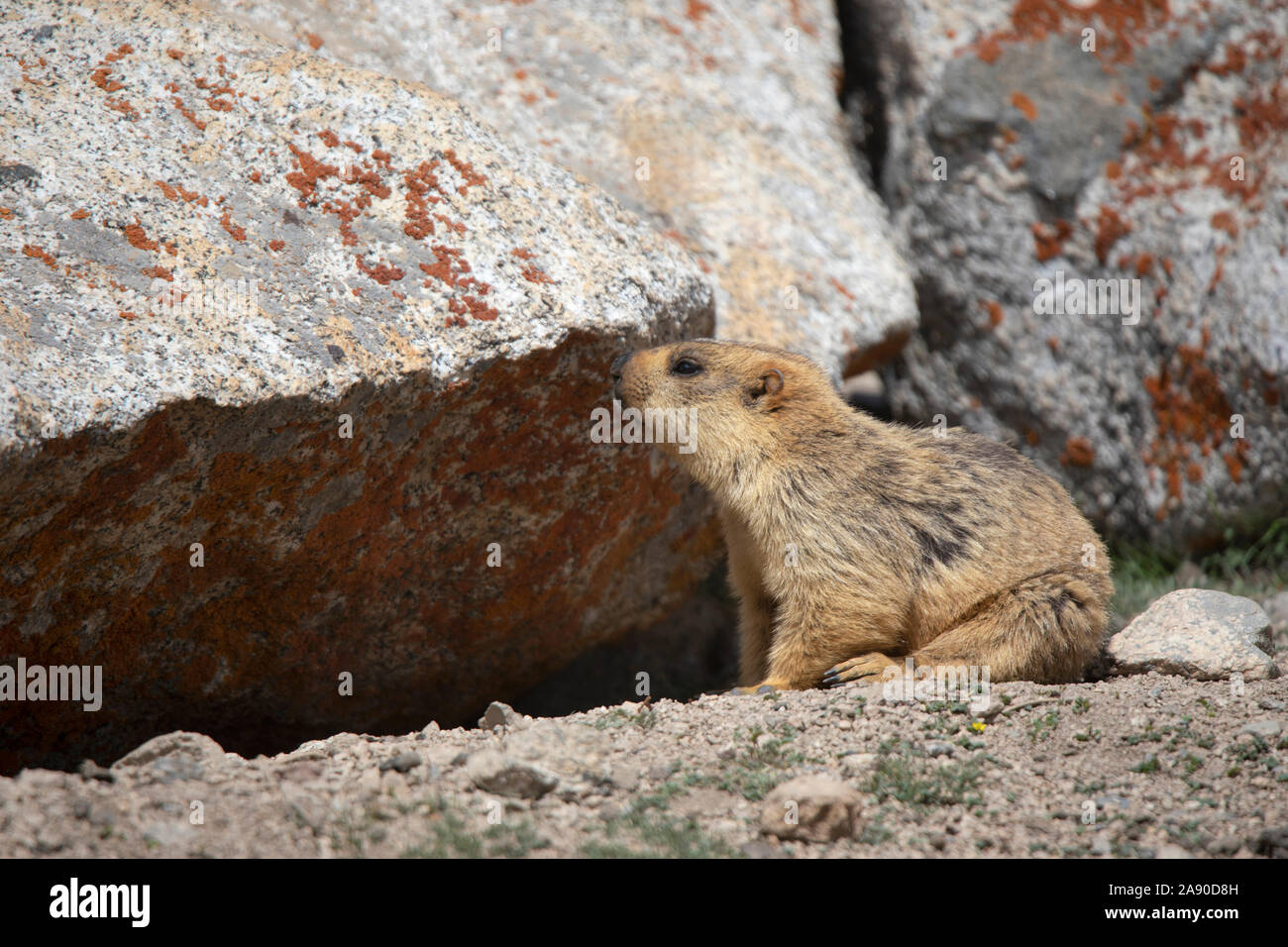 Queue Longue, Marmot Marmota caudata, Khardugla, Jammu-et-Cachemire, l'Inde Banque D'Images