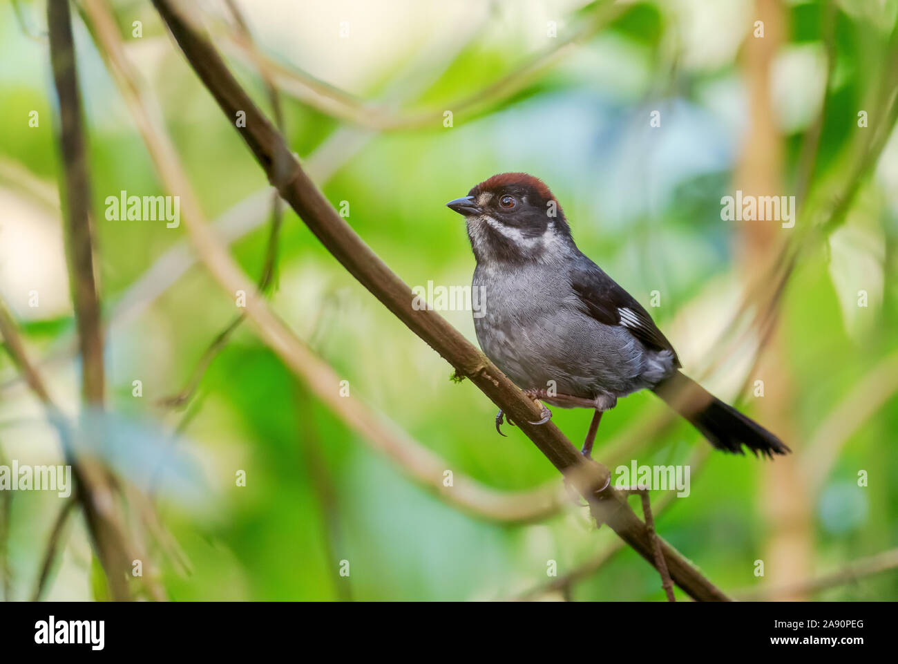 Brush-vineuse - Atlapetes schistaceus Finch, timide pinceau gris et brun-Finch de pentes andines de l'Amérique du Sud, l'Équateur, Guango lodge. Banque D'Images