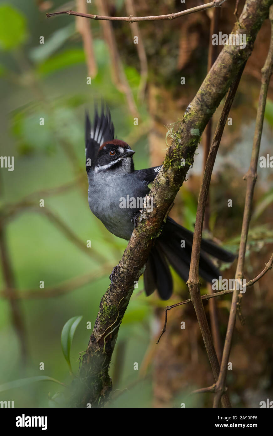 Brush-vineuse - Atlapetes schistaceus Finch, timide pinceau gris et brun-Finch de pentes andines de l'Amérique du Sud, l'Équateur, Guango lodge. Banque D'Images