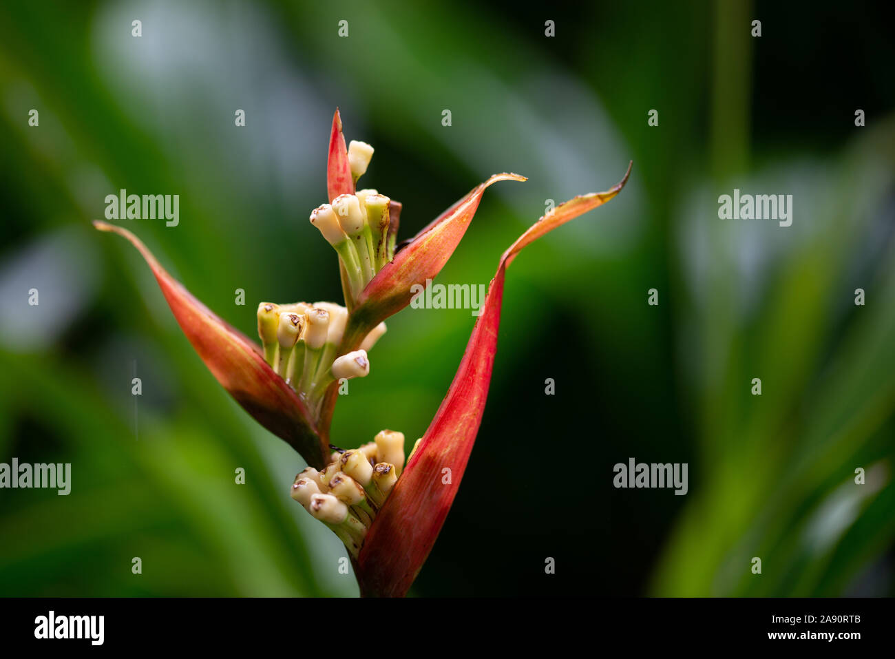 Parrot's Beak ou faux Oiseau du Paradis, heliconia rouge sous la pluie. Aussi connu sous le nom de Parrot's Beak, perruche, fleur, fleur du perroquet Parrot's Banque D'Images