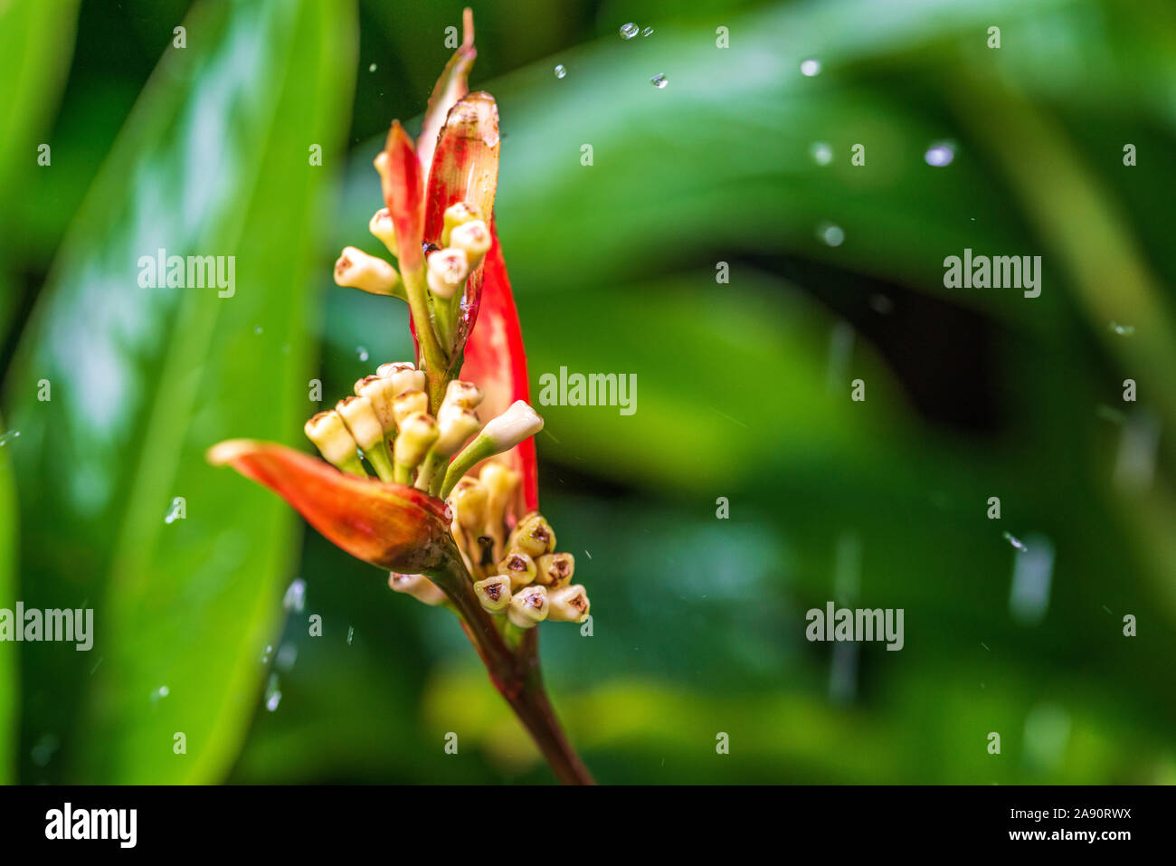Parrot's Beak ou faux Oiseau du Paradis, heliconia rouge sous la pluie. Aussi connu sous le nom de Parrot's Beak, perruche, fleur, fleur du perroquet Parrot's Banque D'Images