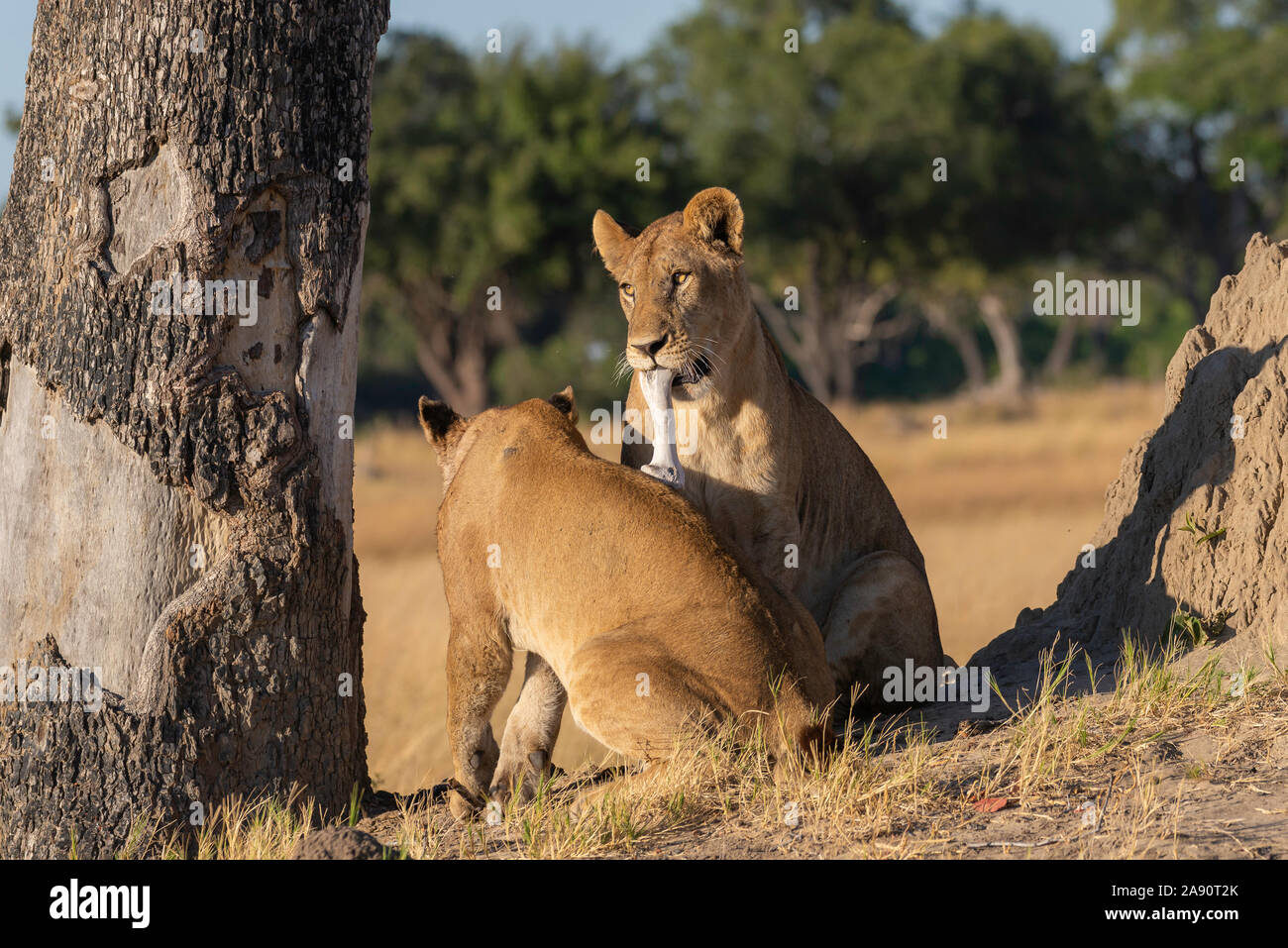Deux lions femelle de jouer avec quelques os dans la savane Banque D'Images