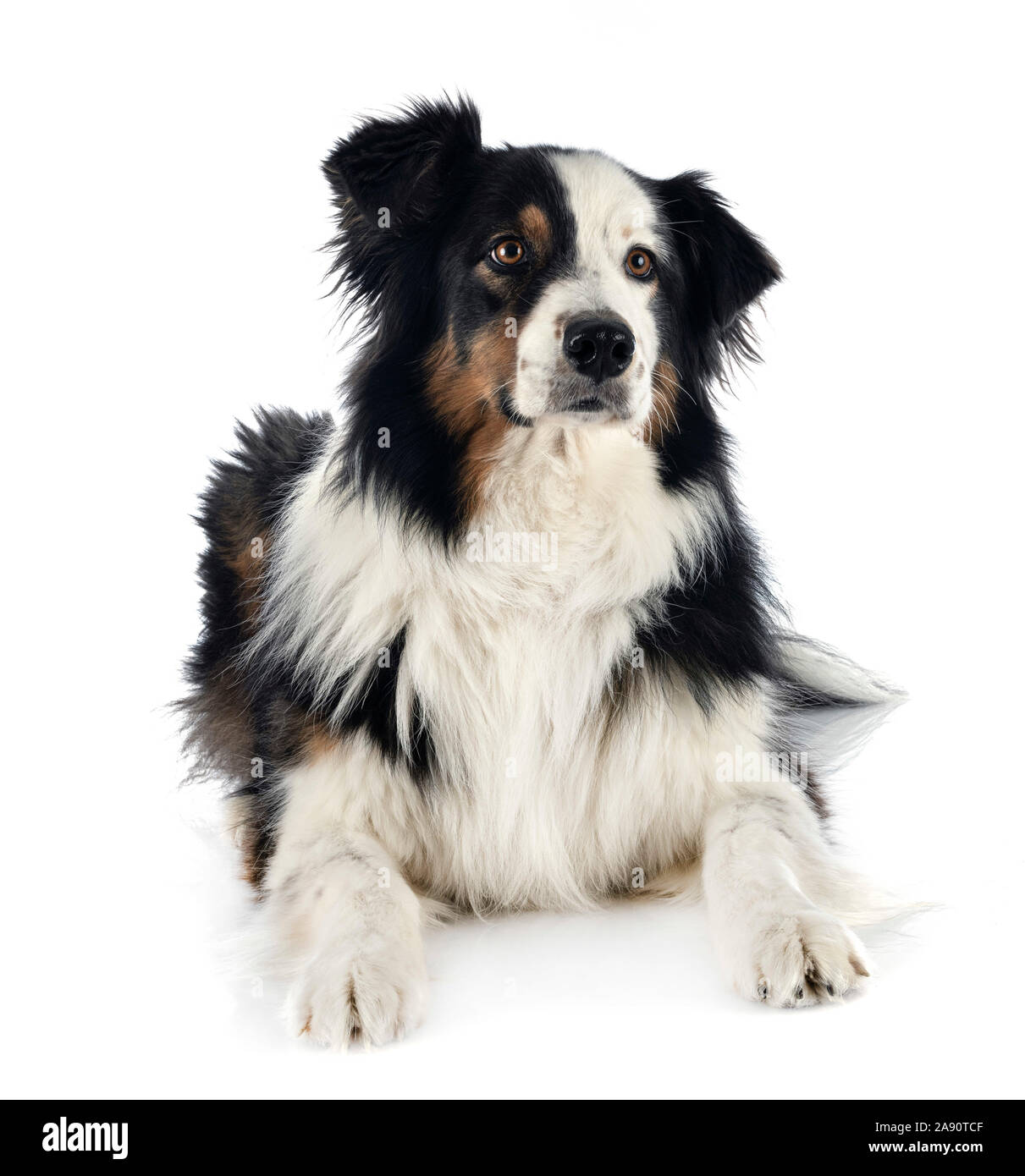 Australian shepherd in front of white background Banque D'Images